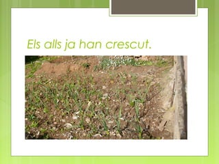 Els alls ja han crescut.

 