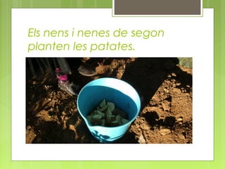 Els nens i nenes de segon
planten les patates.

 