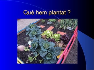 Què hem plantat ?Què hem plantat ?
 