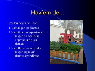 Havíem de...Havíem de...
Per tenir cura de l’hort:
1.Vam regar les plantes.
2.Vam ficar un espantaocells
perquè els ocells no
s’apropessin a les
plantes.
3.Vam lligar les escaroles
perquè siguessin
blanques per dintre.
 