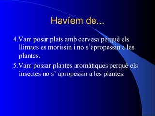 Havíem de...Havíem de...
4.Vam posar plats amb cervesa perquè els
llimacs es morissin i no s’apropessin a les
plantes.
5.Vam possar plantes aromàtiques perquè els
insectes no s’ apropessin a les plantes.
 