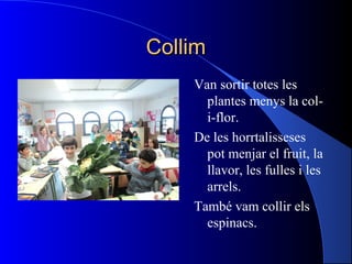 CollimCollim
Van sortir totes les
plantes menys la col-
i-flor.
De les horrtalisseses
pot menjar el fruit, la
llavor, les fulles i les
arrels.
També vam collir els
espinacs.
 