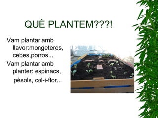 QUÈ PLANTEM???!
Vam plantar amb
llavor:mongeteres,
cebes,porros...
Vam plantar amb
planter: espinacs,
pèsols, col-i-flor...
 