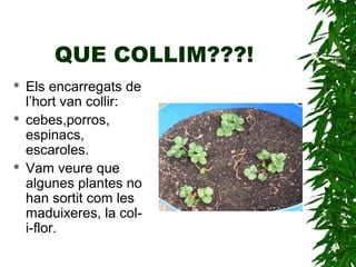 QUE COLLIM???!
 Els encarregats de
l’hort van collir:
 cebes,porros,
espinacs,
escaroles.
 Vam veure que
algunes plantes no
han sortit com les
maduixeres, la col-
i-flor.
 