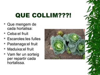 QUE COLLIM???!
 Que mengem de
cada hortalisa:
 Ceba:el fruit
 Escaroles:les fulles
 Pastanaga:el fruit
 Maduixa:el fruit
 Vam fer un sorteig
per repartir cada
hortalissa.
 