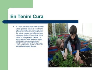 En Tenim Cura
 A l´hort tots el cursos vam plantar
unes quantes coses a l´hort vam
plantar amb llavors i amb planter.
La meva classe vam plantar una
mongeta dintre d´un pot de vidre,
quan la mongeta va créixer i la
tija ja estava molt alta que sortia
del pot la vam transplantar a l
´hort . A principi de curs 4ta i 4tb
vam plantar unes llavors.
 