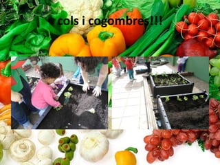 cols i cogombres!!!
 