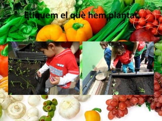 Etiquem el què hem plantat
 