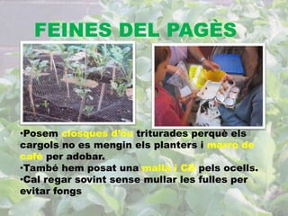 FEINES DEL PAGÈS 
•Posem closques d’ou triturades perquè els 
cargols no es mengin els planters i marro de 
café per adobar. 
•També hem posat una malla i CD pels ocells. 
•Cal regar sovint sense mullar les fulles per 
evitar fongs 
 