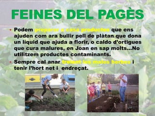  Podem preparar a casa productes que ens 
ajuden com ara bullir pell de plàtan que dona 
un líquid que ajuda a florir, o caldo d’ortigues 
que cura malures, en Joan en sap molts...No 
utilitzem productes contaminants. 
 Sempre cal anar treient les males herbes i 
tenir l’hort net i endreçat. 
 