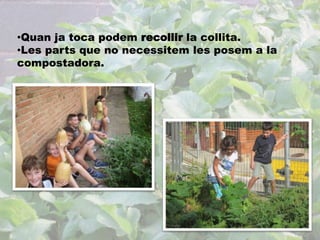 •Quan ja toca podem recollir la collita. 
•Les parts que no necessitem les posem a la 
compostadora. 
 