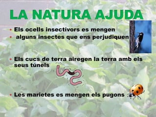  Els ocells insectívors es mengen 
 alguns insectes que ens perjudiquen 
 Els cucs de terra airegen la terra amb els 
seus túnels 
 Les marietes es mengen els pugons 
 