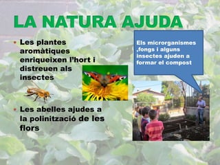  Les plantes 
aromàtiques 
enriqueixen l’hort i 
distreuen als 
insectes 
 Les abelles ajudes a 
la polinització de les 
flors 
Els microrganismes 
,fongs i alguns 
insectes ajuden a 
formar el compost 
 