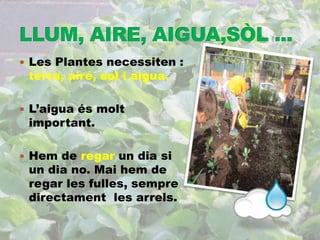  Les Plantes necessiten : 
terra, aire, sol i aigua. 
 L’aigua és molt 
important. 
 Hem de regar un dia si 
un dia no. Mai hem de 
regar les fulles, sempre 
directament les arrels. 
 