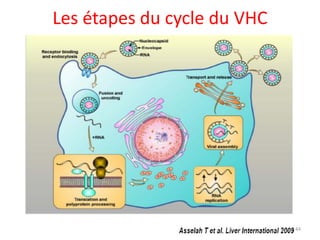 Les étapes du cycle du VHC




                             44
 