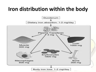 Iron distribution within the body
 