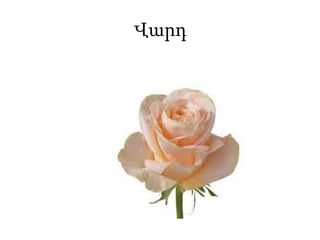 Վարդ
 