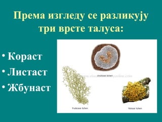 Према изгледу се разликују
три врсте талуса:
• Кораст
• Листаст
• Жбунаст
 