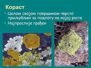 Кораст
• Целом својом површином чврсто
приљубљен за подлогу на којој расте
• Најпростије грађен
 