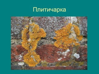 Плитичарка
 