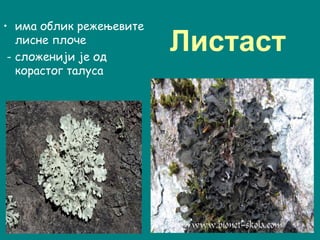Листаст
• има облик режењевите
лисне плоче
- сложенији је од
корастог талуса
 