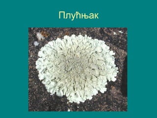 Плућњак
 