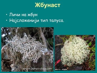 Жбунаст
• Личи на жбун
• Најсложенији тип талуса.
 