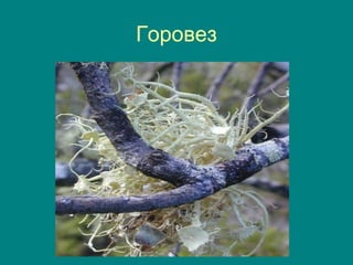 Горовез
 