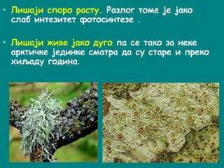 • Лишаји споро расту. Разлог томе је јако
слаб интезитет фотосинтезе .
• Лишаји живе јако дуго па се тако за неке
арктичке јединке сматра да су старе и преко
хиљаду година.
 