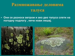 Размножавање деловима
талуса
- Они се разносе ветром и ако део талуса слети на
погодну подлогу , ниче нови лишај.
 