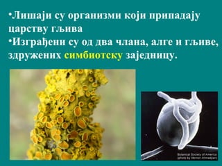 •Лишаји су организми који припадају
царству гљива
•Изграђени су од два члана, алге и гљиве,
здружених симбиотску заједницу.
 
