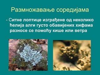 Размножавање соредијама
- Ситне лоптице изграђене од неколико
ћелија алги густо обавијених хифама
разносе се помоћу кише или ветра
 