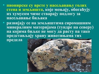 • пионирске су врсте у насељавању голих
стена и земљишта, које мењају, обогаћују
их хумусом чиме стварају подлогу за
насељавање биљака
• развијају се на земљиштима сиромашним
минералним материјама (тундре на северу)
на којима биљке не могу да расту па тако
представљају храну животињама тих
предела
 