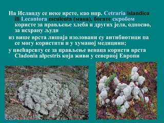 На Исланду се неке врсте, као нпр. Cetraria islandica
ili Lecantora esculenta (мана), богате скробом
користе за прављење хлеба и других јела, односно,
за исхрану људи
из више врста лишаја изоловани су антибиотици па
се могу користити и у хуманој медицини;
у цвећарсвту ce зa прaвљeњe вeнaцa користи врста
Cladonia alpestris која живи у северној Европи
 
