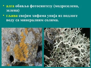 • алга обавља фотосинтезу (модрозеленa,
зеленa)
• гљива својим хифама упија из подлоге
воду са минералним солима.
 