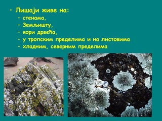 • Лишаји живе на:
-cтенама,
-земљишту,
-кори дрвећа,
-у тропским пределима и на листовима
-хладним, северним пределима
 