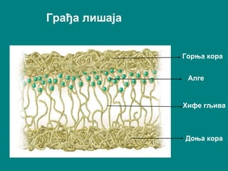 Грађа лишаја
Горња кора
Алге
Хифе гљива
Доња кора
 