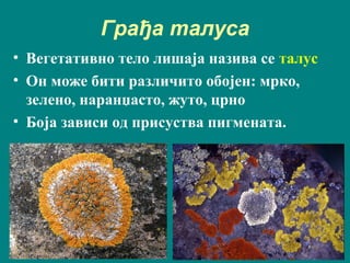 Грађа талуса
• Вегетативно тело лишаја назива се талус
• Oн може бити различито обојен: мрко,
зелено, наранџасто, жуто, црно
• Боја зависи од присуства пигмената.
 