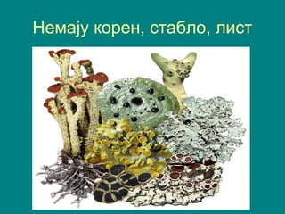Немају корен, стабло, лист
 
