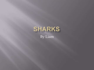 Sharks By Liam 