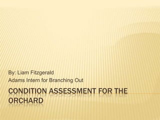 CONDITION ASSESSMENT FOR THE
ORCHARD
By: Liam Fitzgerald
Adams Intern for Branching Out
 