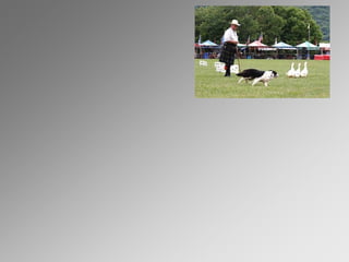 LIANS_accelerators.ppt