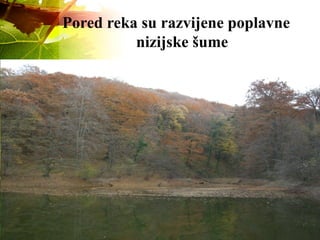 Pored reka su razvijene poplavne
nizijske šume
 