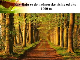 Razvijaju se do nadmorske visine od oko
1000 m
 