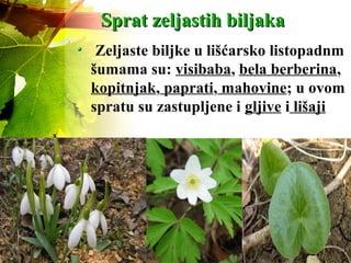 Sprat zeljastih biljakaSprat zeljastih biljaka
Zeljaste biljke u lišćarsko listopadnm
šumama su: visibaba, bela berberina,
kopitnjak, paprati, mahovine; u ovom
spratu su zastupljene i gljive i lišaji
 