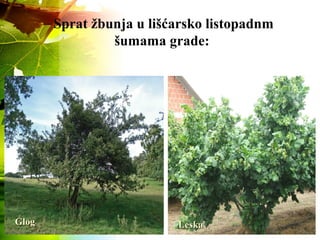Sprat žbunja u lišćarsko listopadnm
šumama grade:
GlogGlog LeskaLeska
 