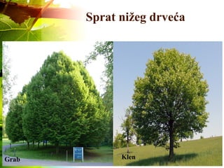 Sprat nižeg drveća
Grab Klen
 