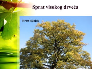 Sprat visokog drveća
Hrast lužnjak
 
