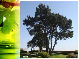 Brest
 