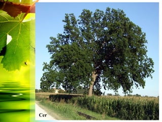 Cer
 